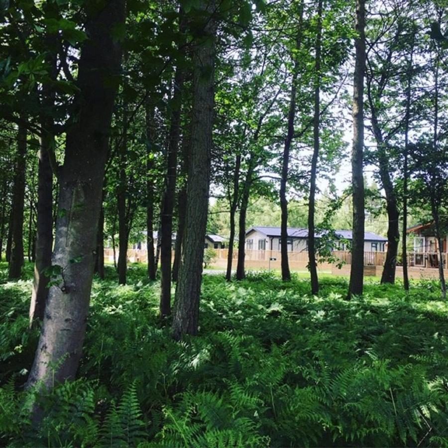 Hollicarrs - Stag Lodge ยอร์ค ภายนอก รูปภาพ